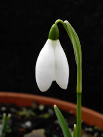 Galanthus nivalis